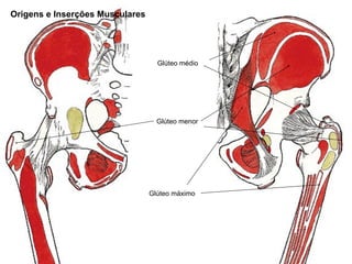 Origens e Inserções Musculares




                                   Glúteo médio




                                   Glúteo menor




                                 Glúteo máximo
 