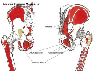 Origens e Inserções Musculares




                                        Piriforme




                     Obturado externo       Obturador interno




                       Quadrado femoral
 