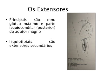 Os Extensores
• Principais   são     mm.
  glúteo máximo e parte
  isquiocondilar (posterior)
  do adutor magno

• Isquiotibiais       são
  extensores secundários
 