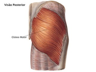 Visão Posterior




     Glúteo Maior
 