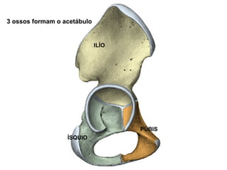 3 ossos formam o acetábulo


                             ILÍO




                                    PÚBIS
                  ÍSQUIO
 