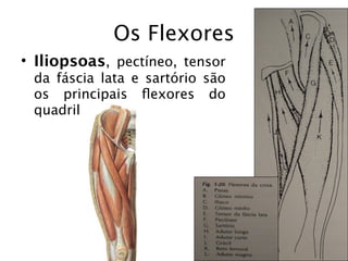 Os Flexores
• Iliopsoas, pectíneo, tensor
 da fáscia lata e sartório são
 os principais ﬂexores do
 quadril
 