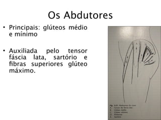 Os Abdutores
• Principais: glúteos médio
  e mínimo

• Auxiliada pelo tensor
  fáscia lata, sartório e
  ﬁbras superiores glúteo
  máximo.
 