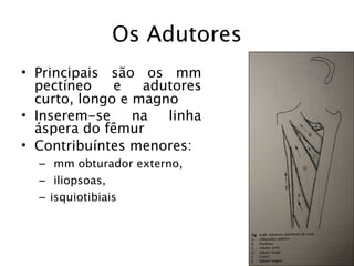 Os Adutores
• Principais são os mm
  pectíneo    e   adutores
  curto, longo e magno
• Inserem-se     na  linha
  áspera do fêmur
• Contribuíntes menores:
  – mm obturador externo,
  – iliopsoas,
  – isquiotibiais
 