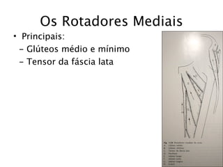 Os Rotadores Mediais
• Principais:
 - Glúteos médio e mínimo
 - Tensor da fáscia lata
 