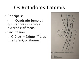 Os Rotadores Laterais
• Principais:
 -      Quadrado femoral,
  obturadores interno e
  externo e gêmeos
• Secundários:
  - Glúteo máximo (ﬁbras
  inferiores), piriforme,.
 