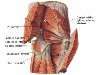 Glúteo médio
                    (glúteo mínimo
                    abaixo)
  Piriforme



 Gêmeo superior
Obturador interno
Gêmeo inferior


 Quadrado femoral


  Tub. Isquiática
 