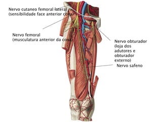 Nervo cutaneo femoral lateral
(sensibilidade face anterior coxa)




 Nervo femoral
 (musculatura anterior da coxa)      Nervo obturador
                                     (loja dos
                                     adutores e
                                     obturador
                                     externo)
                                       Nervo safeno
 