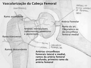 Vascularização da Cabeça Femoral



 Ramo ascendente

                                                 Artéria Foveolar

                                                  Ramo da art.
                   Artérias retinaculares         Obturadora ou
                   (subsinoviais) anteriores      da circunﬂexa
                   e posteriores                  femoral medial
Ramo transverso




 Ramos descendente
                             Artérias circunﬂexas
                             femorais lateral e medial,
                             ramos da artéria femoral
                             profunda, primeiro ramo da
                             artéria femoral
 