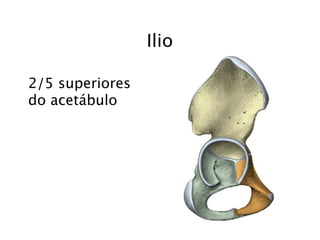 Ilio

2/5 superiores
do acetábulo
 