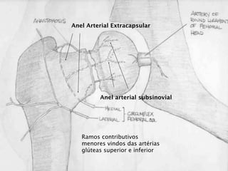 Anel Arterial Extracapsular




         Anel arterial subsinovial




   Ramos contributivos
   menores vindos das artérias
   glúteas superior e inferior
 