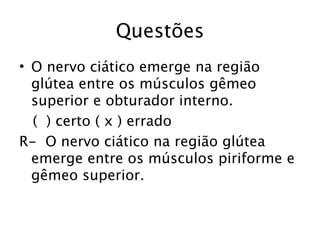 Questões
• O nervo ciático emerge na região
  glútea entre os músculos gêmeo
  superior e obturador interno.
  ( ) certo ( x ) errado
R- O nervo ciático na região glútea
  emerge entre os músculos piriforme e
  gêmeo superior.
 