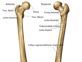 Anterior                     Posterior

Troc. Maior
                       Fóvea        Crista Intertroc.

Linha Intertroc.      Troc. Menor
                                    Linha Pectínea

                               Tuberosidade Glútea
                               Linha Áspera




                   Linhas supracondilianas med. e lat.
 