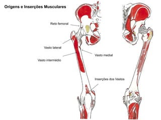 Origens e Inserções Musculares



                        Reto femoral




                    Vasto lateral

            ...