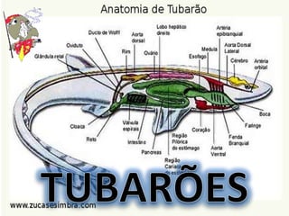 • Anatomia


             Tubarões
 