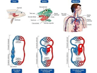 Anatomia dos animais