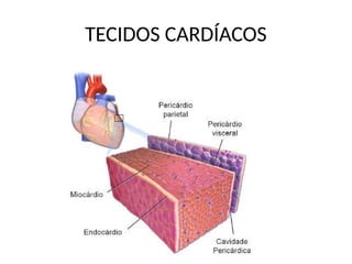 TECIDOS CARDÍACOS
 