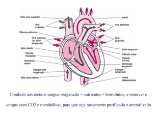 Conduzir aos tecidos sangue oxigenado + nutrientes + hormônios, e remover o
sangue com CO2 e metabólitos, para que seja novamente purificado e arterializado
 