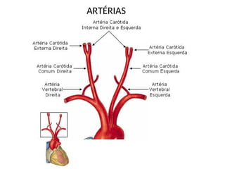 ARTÉRIAS
 