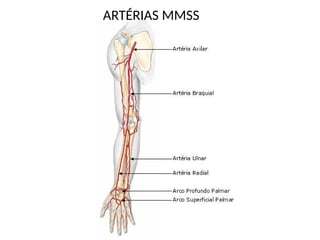 ARTÉRIAS MMSS
 