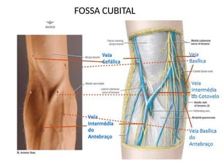 FOSSA CUBITAL
 