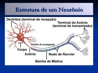Estrutura de um Neurônio

I.     Corpo celular

II.    Prolongamentos

III.   Núcleo
 