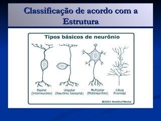 Classificação de acordo com a
           Estrutura
 