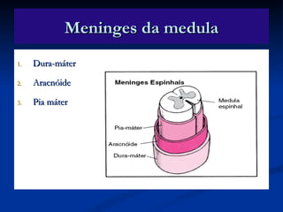 Meninges da medula
1.   Dura-máter

2.   Aracnóide

3.   Pia máter
 