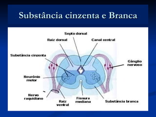 Substância cinzenta e Branca
 