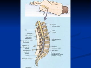 Anatomia do sistema nervoso