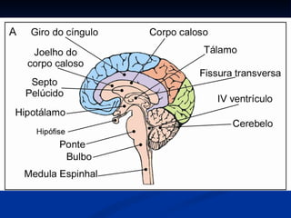 Anatomia do sistema nervoso