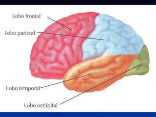 Anatomia do sistema nervoso