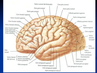 Anatomia do sistema nervoso