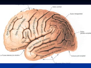 Anatomia do sistema nervoso