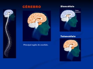 CÉREBRO                         Diencéfalo




                                Telencéfalo



Principal região do encéfalo.
 
