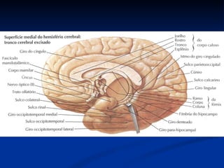 Anatomia do sistema nervoso