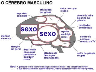 Anatomia do sistema nervoso