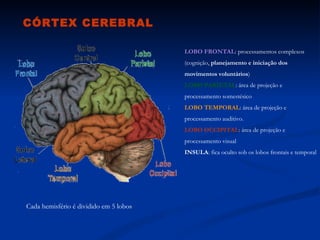 CÓRTEX CEREBRAL

                                        LOBO FRONTAL: processamentos complexos
                                        (cognição, planejamento e iniciação dos
                                        movimentos voluntários)
                                        LOBO PARIETAL: área de projeção e
                                        processamento somestésico
                                        LOBO TEMPORAL: área de projeção e
                                        processamento auditivo.
                                        LOBO OCCIPITAL: área de projeção e
                                        processamento visual
                                        INSULA: fica oculto sob os lobos frontais e temporal




Cada hemisfério é dividido em 5 lobos
 
