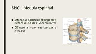 SNC – Medula espinhal
■ Estende-se da medula oblonga até a
metade caudal da 2° vértebra sacral
■ Diâmetro é maior nas cervicais e
lombares
 