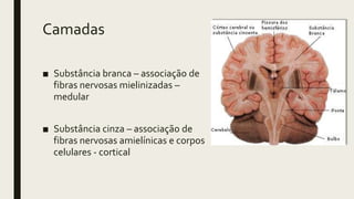 Camadas
■ Substância branca – associação de
fibras nervosas mielinizadas –
medular
■ Substância cinza – associação de
fibras nervosas amielínicas e corpos
celulares - cortical
 