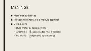 MENINGE
■ Membranas fibrosas
■ Protegem o encéfalo e a medula espinhal
■ Dividida em:
• Dura-máter ou paquimeninge
• Aracnóide São conectadas, finas e delicadas
• Pia-máter e formam a leptomeninge
 