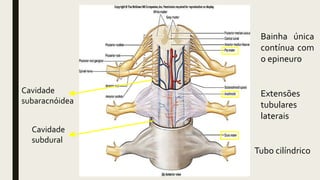 Tubo cilíndrico
Extensões
tubulares
laterais
Bainha única
contínua com
o epineuro
Cavidade
subdural
Cavidade
subaracnóidea
 