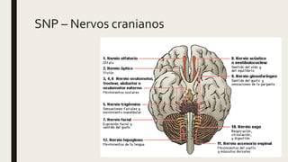 SNP – Nervos cranianos
 