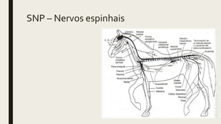 SNP – Nervos espinhais
 