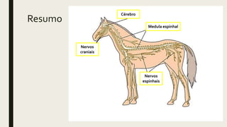 Resumo
Cérebro
Medula espinhal
Nervos
espinhais
Nervos
craniais
 