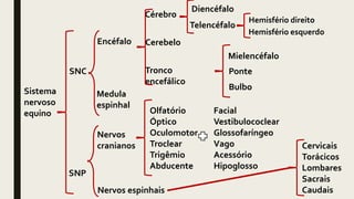 Sistema
nervoso
equino
Encéfalo
Medula
espinhal
Cerebelo
Cérebro
Tronco
encefálico
Nervos
cranianos
Nervos espinhais
Diencéfalo
Telencéfalo
Hemisfério direito
Hemisfério esquerdo
Mielencéfalo
Ponte
Bulbo
SNP
SNC
Olfatório
Óptico
Oculomotor
Troclear
Trigêmio
Abducente
Facial
Vestibulococlear
Glossofaríngeo
Vago
Acessório
Hipoglosso
Cervicais
Torácicos
Lombares
Sacrais
Caudais
 
