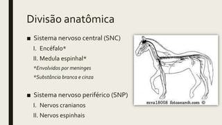 Divisão anatômica
■ Sistema nervoso central (SNC)
I. Encéfalo*
II. Medula espinhal*
*Envolvidos por meninges
*Substância branca e cinza
■ Sistema nervoso periférico (SNP)
I. Nervos cranianos
II. Nervos espinhais
 