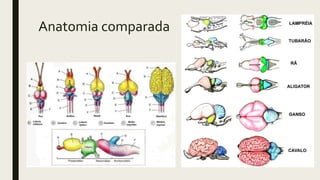 Anatomia comparada
 