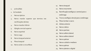 1. a) Encéfalo
1. b) Cerebelo
2. Nervos ópticos
3. Nervo maxilar superior que termina nas
ramificações dentais
4. Nervo maxilar inferior
5. Gânglio cervical superior
6. Nervo espinhal
7. Nervo vago
8. Nervo braquial anterior
9. Plexo braquial
10. Nervo axilar o circunflexo
11. Nervo braquial
12. Nervo recorrente
13. Ramificação esofágica o ventral para o
estômago
14. Tronco esofágico dorsal para o estômago
15. Plexo lombar o sacro
16. Glúteo anterior
17. Nervo ciático
18. Nervo períneo
19. Nervo safeno lateral
20. Nervo safeno lateral
21. Nervo palmar
22. Nervo cubital o mediano
23. Nervo palmar
24. Nervo plantar o digital
 
