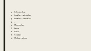 1. Sulco cerebral
2. Encéfalo - telencéfalo
3. Encéfalo – diencéfalo
4. .
5. Mesencéfalo
6. Ponte
7. Bulbo
8. Cerebelo
9. Medula espinhal
 